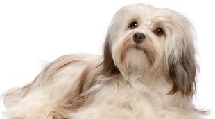 Bichón habanero: conoce esta raza de perro