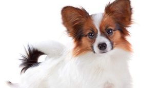 ¿Conoces al Papillón? descubre esta raza de perro