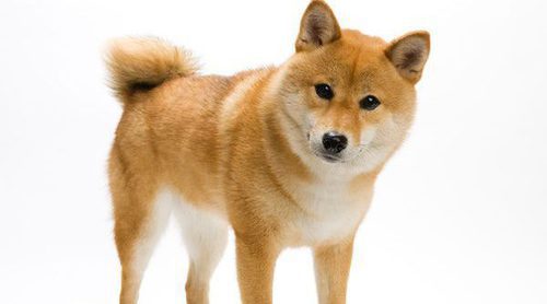 Shiba Inu