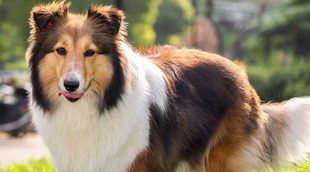 Razas de perros: Pastor de las islas Shetland