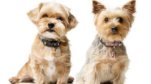 Silky Terrier