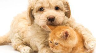 ¿Perro o gato, qué es mejor como mascota?