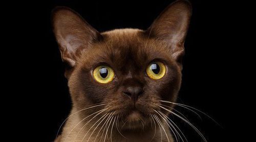 Burmés: Descubre todo sobre esta raza de felino