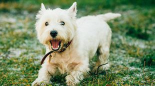 Razas de perros: Westie