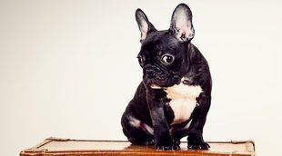 Me mudo de país: ¿Cómo afectará el cambio de clima a mi perro?