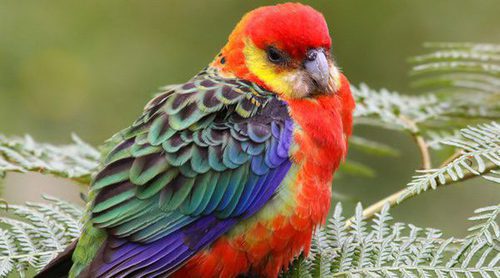 Loro