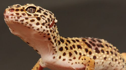 Gecko leopardo