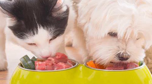 Qué le doy a mi mascota, ¿pienso o comida de 'humanos'?