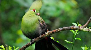 Turaco: un peculiar pajarillo africano