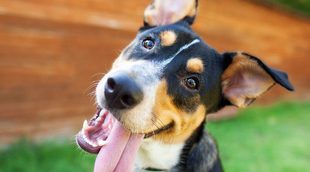 Cómo elegir el nombre de tu perro, ¿tú tampoco sabes cuál?