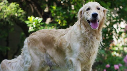 Los perros grandes que menos pelos sueltan