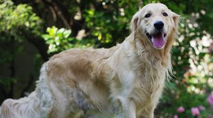 Los perros grandes que menos pelos sueltan