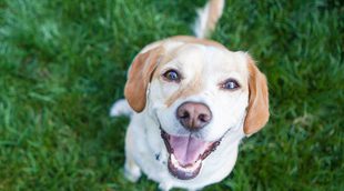 Los perros también tienen sentimientos, ¿son capaces de reír?