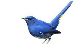 Las enfermedades más comunes en los pájaros