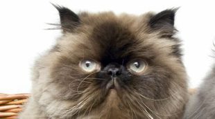 ¿Cómo llamo a mi gato si es hembra?
