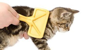 Cómo quitar los nudos en el pelo de un gato