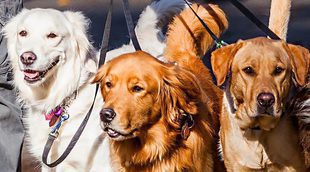 ¡Día Mundial del perro!: 10 ideas para celebrarlo