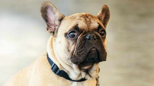 Placa de geolocalización: Qué hacer si tu perro se extravía