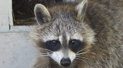 Las mascotas exóticas pueden convertirse en especies invasoras
