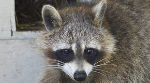 Las mascotas exóticas pueden convertirse en especies invasoras