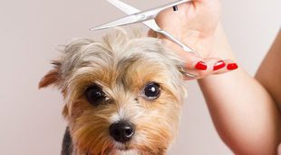 Stripping: El peluquero le quiere 'arrancar' el pelo a mi perro