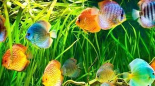 Tipos de alimentos para peces