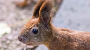 Cómo cuidar a una ardilla