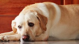 Cómo ayudar a tu perro a superar el luto de otra mascota