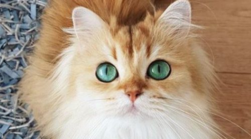 ¡Día Internacional del gato! Descubre los felinos más influencers