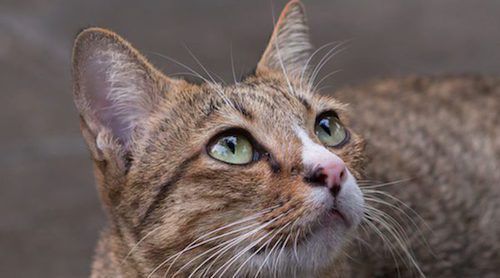 Los gatos vuelven a casa cuando se pierden por otra cosa distinta a la comida