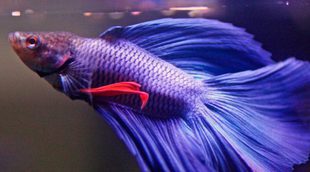 Pez Betta: Todo lo que necesitas saber sobre este laberíntido