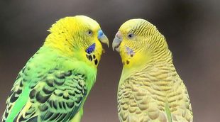 Periquito papillero: Conoce todo sobre este pájaro