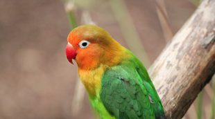 Agapornis: 10 curiosidades sobre este pequeño lorito