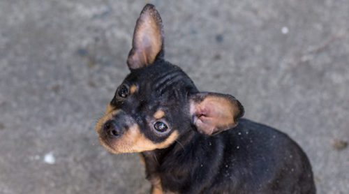 Doberman enano