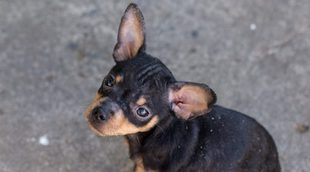 Doberman enano: Conoce todo sobre este perro