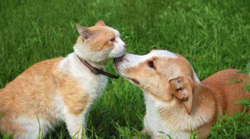 Gente de gatos versus gente de perros, ¿son diferentes?