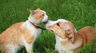 Gente de gatos versus gente de perros, ¿son diferentes?