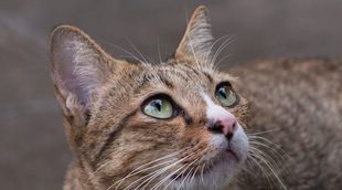 5 cosas que jamás tienes que hacerle a tu gato