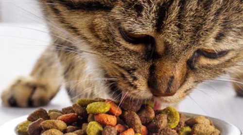 Cómo alimentar a un gato esterilizado