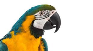 8 curiosidades sobre las aves realmente sorprendentes