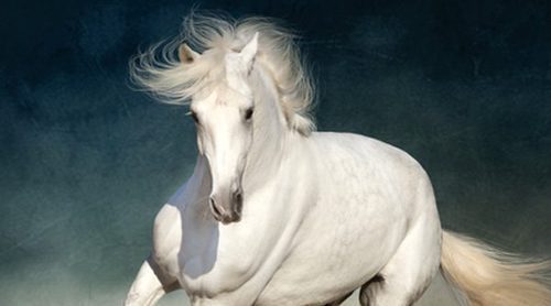 Caballos