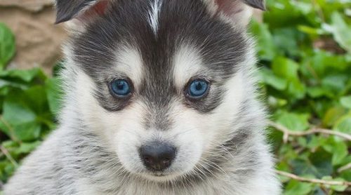 Razas de perro