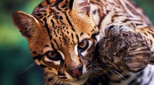 Ocelote: Un leopardo mini