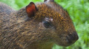 Agutí: Conoce a este pequeño roedor