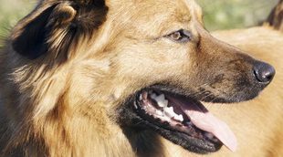 Pastor Vasco: Raza de perro