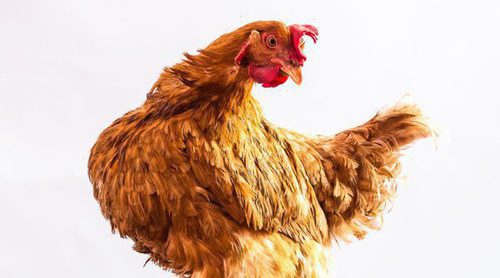 Gallinas Andaluzas