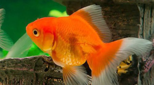 Peces