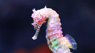 Todo acerca del caballito de mar