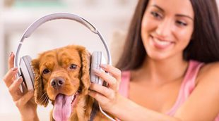 Musicoterapia para mascotas