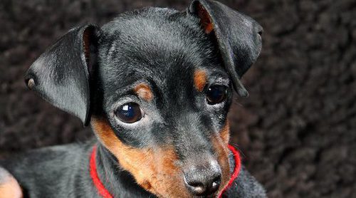 Doberman